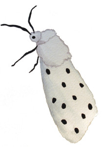 White-Ermine